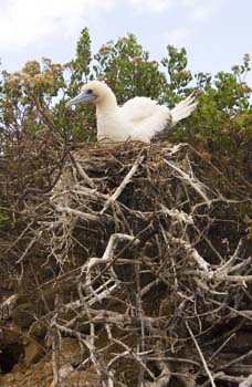 Red-footed booby on nest