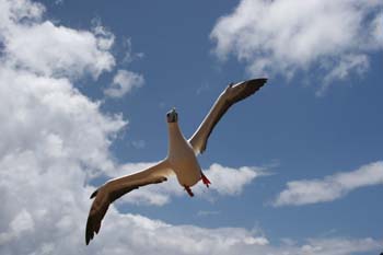 Red-footed booby