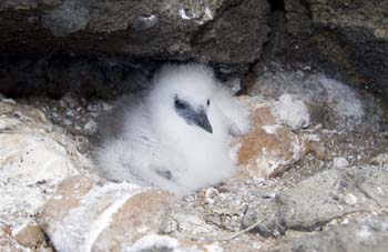 Red-tailed tropicbird chick