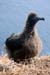 Black-footed albatro#1D85C3