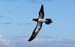 Brown booby in flight