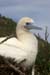 Red-footed booby closeup