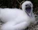 Red-footed booby yawning