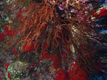 Branching black coral Antipathes sp