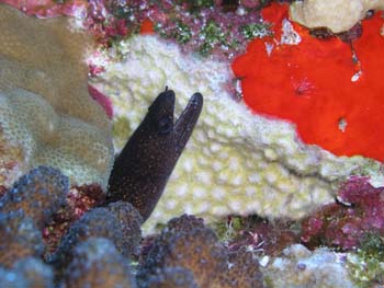 Eel at Molokini