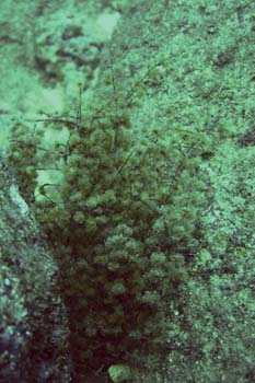 Sprorochnus dotyi rare algae from Manoku